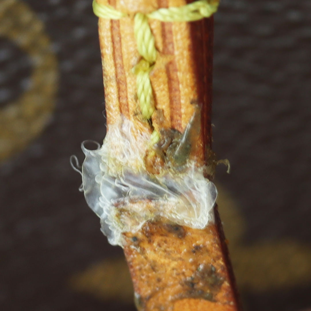 Louis Vuitton Neverfull GM Monogram Wear