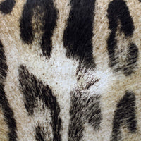 Saint Laurent Classic Medium Kate Tassel Satchel Leopard Wear